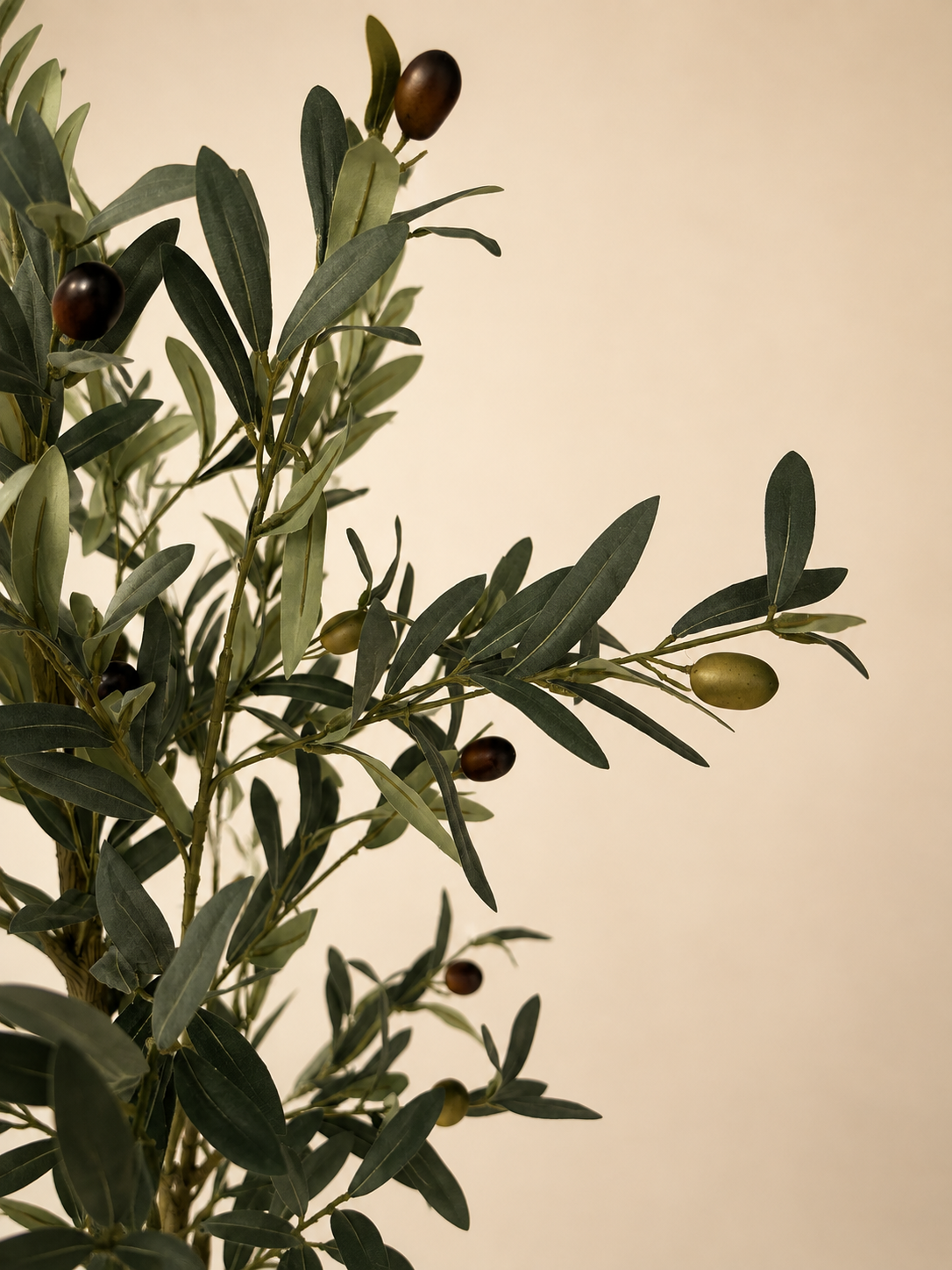 Signature Olive Tree | 180cm