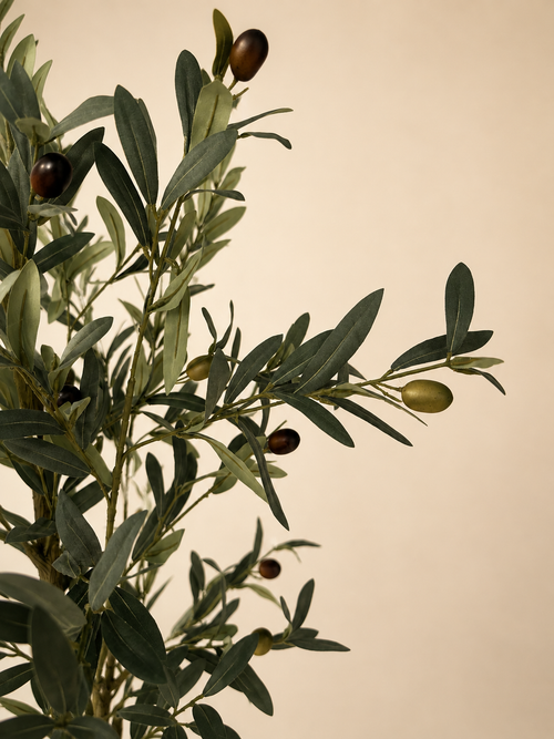 Signature Olive Tree | 180cm