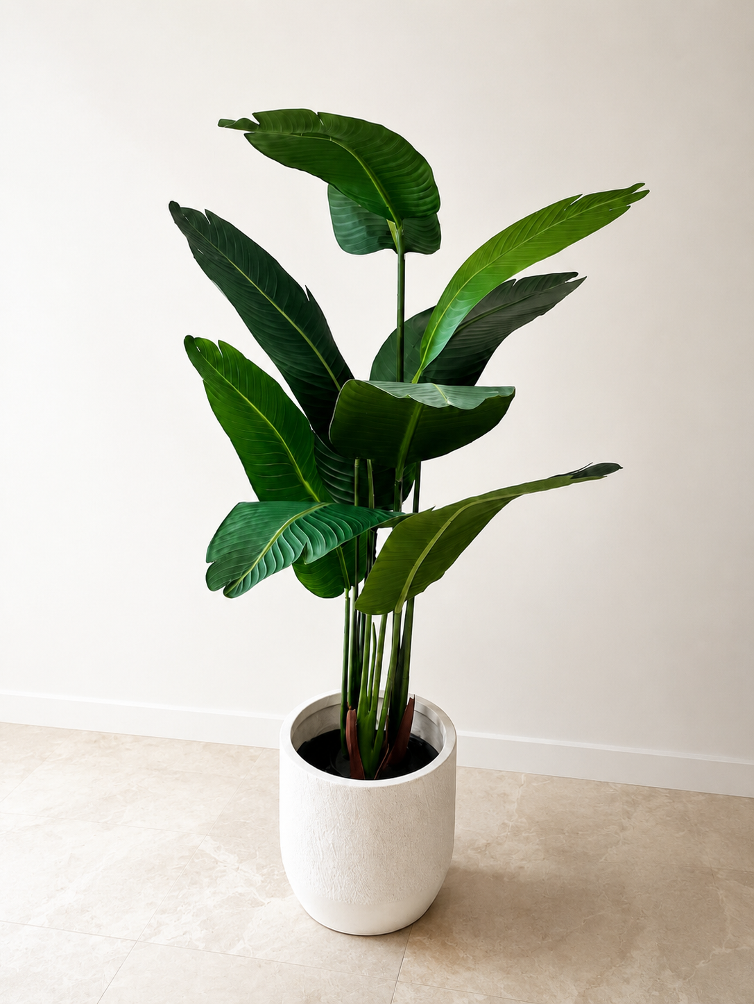 Luna Bird of Paradise | 160cm
