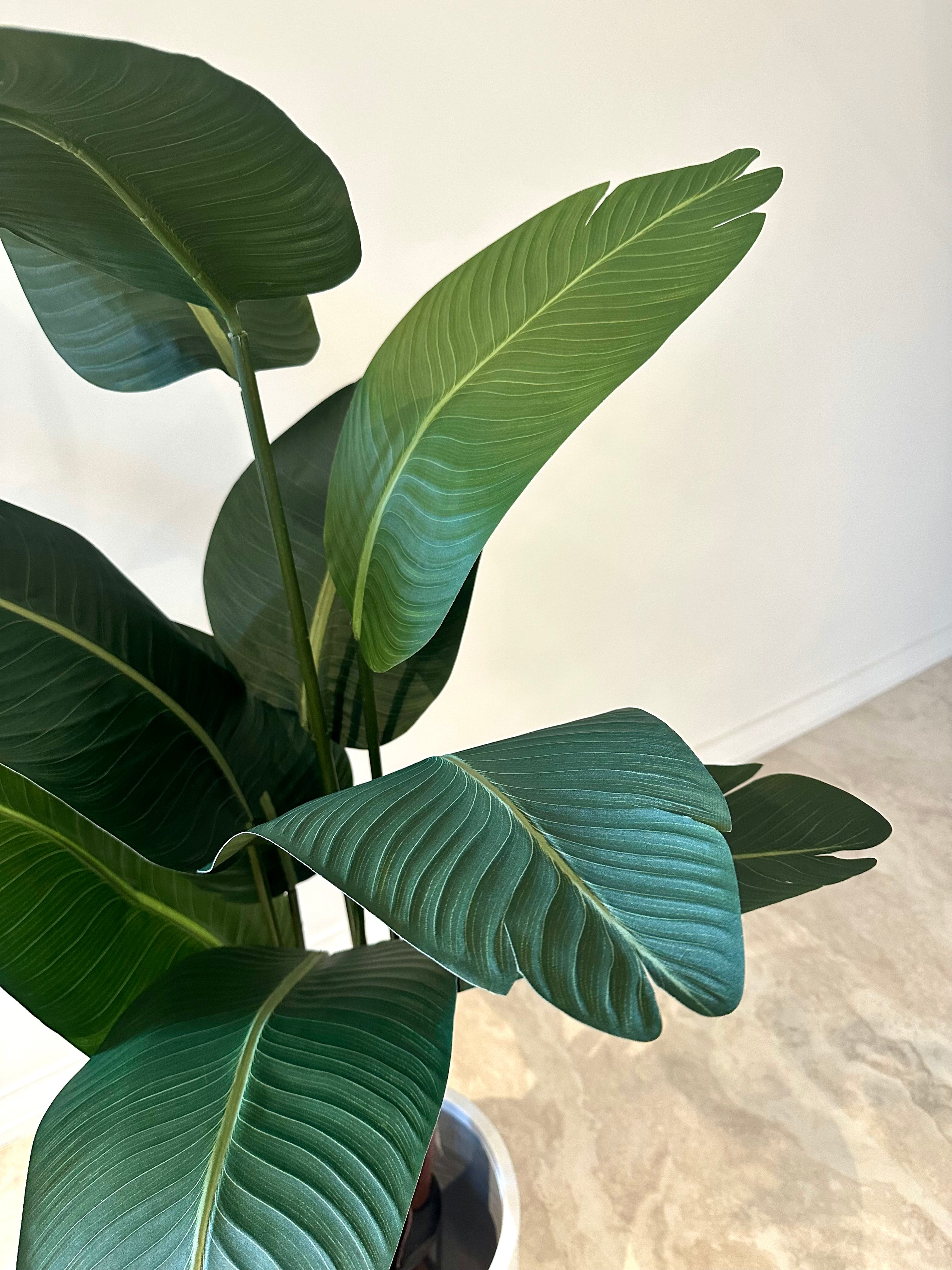 Luna Bird of Paradise | 160cm