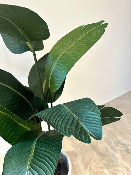 Luna Bird of Paradise | 160cm