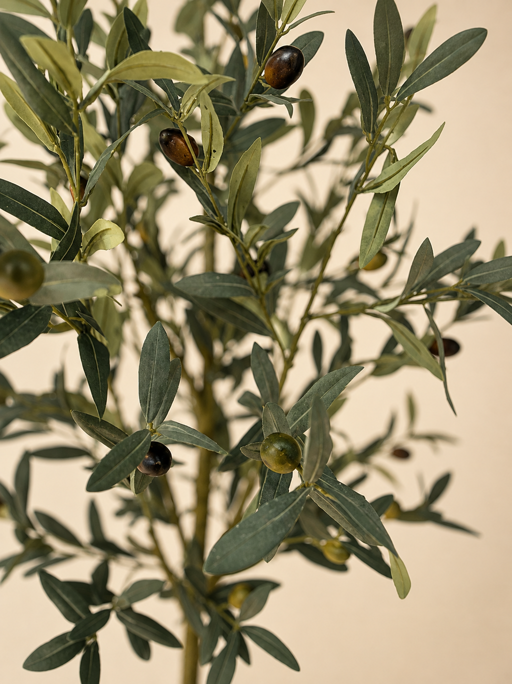 Signature Olive Tree | 180cm