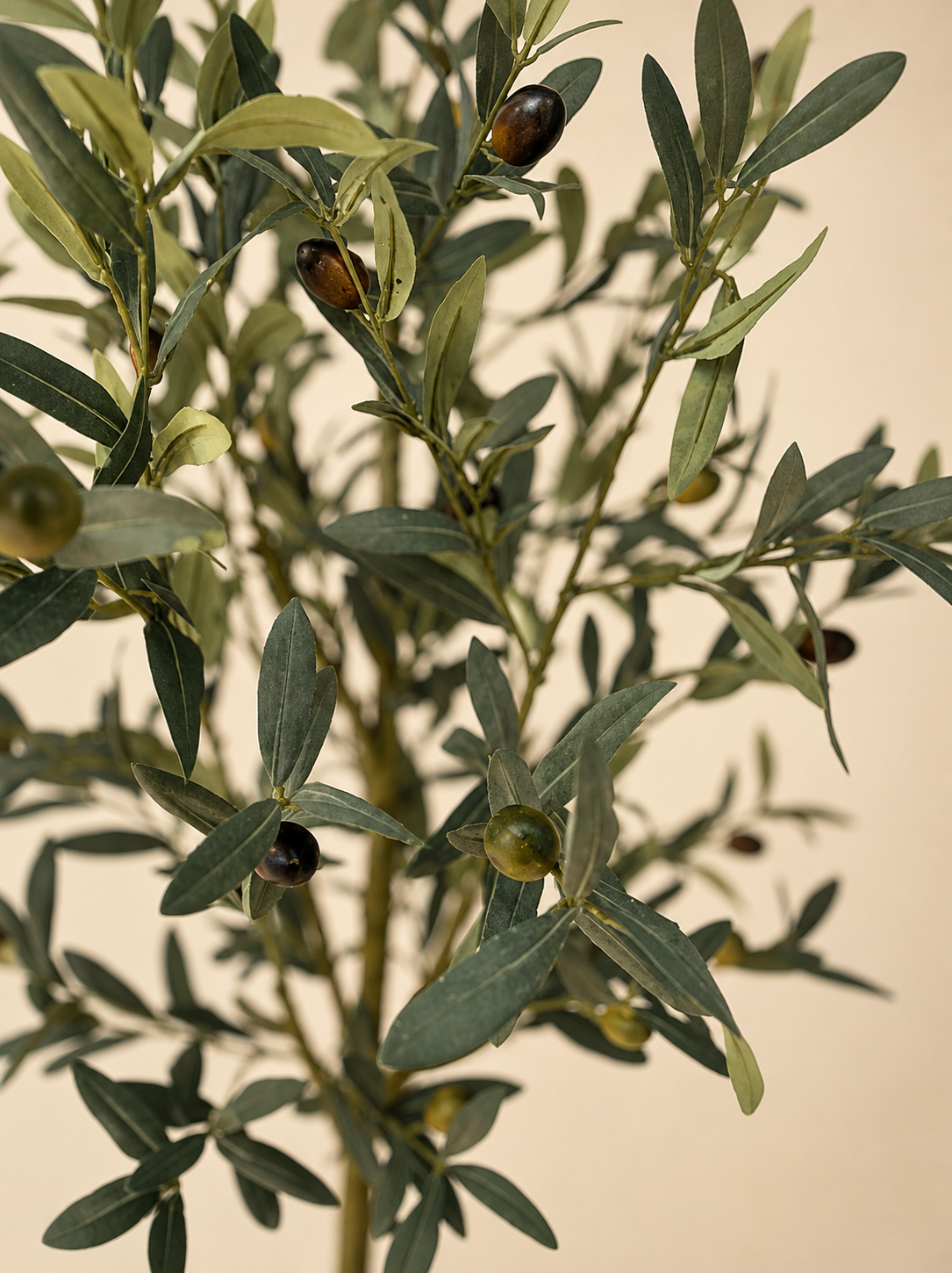 Signature Olive Tree | 180cm