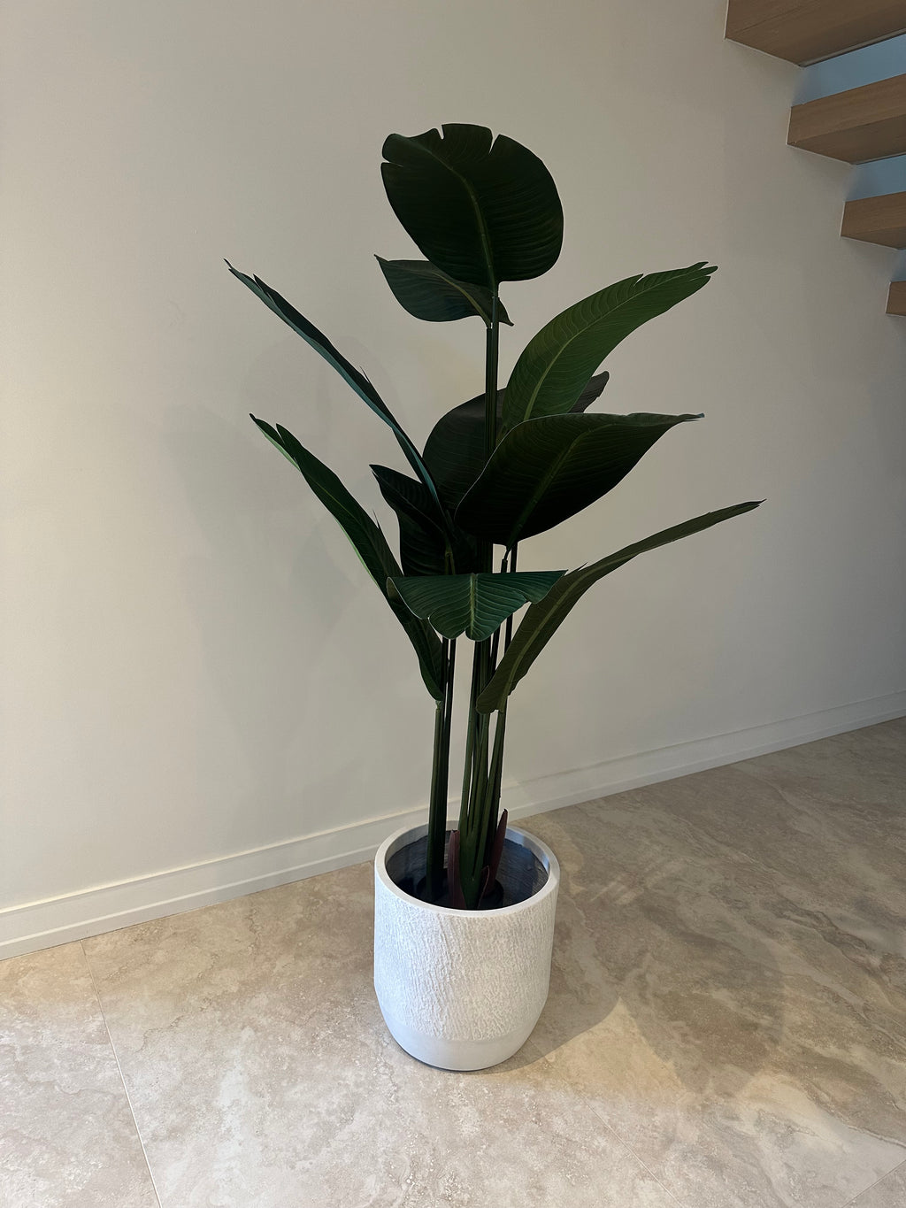 Luna Bird of Paradise | 160cm