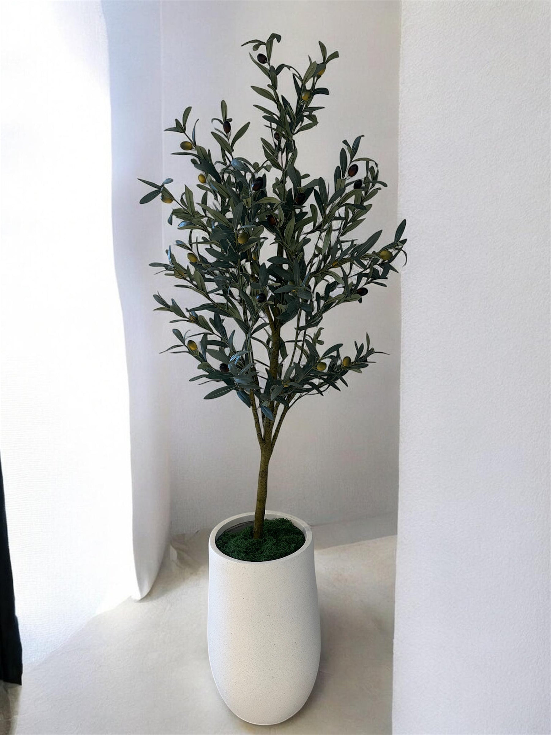 Signature Olive Tree | 180cm