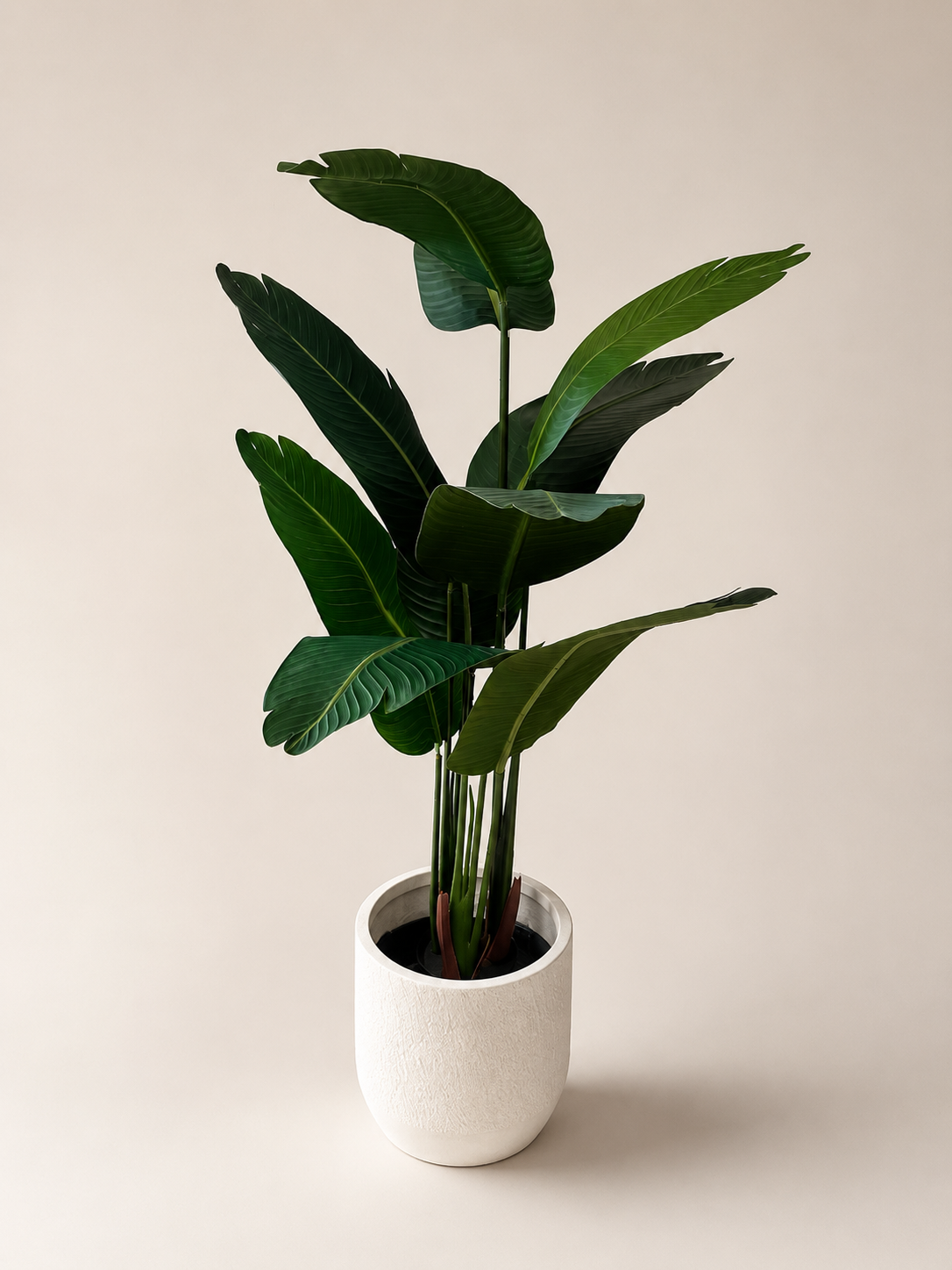 Luna Bird of Paradise | 160cm