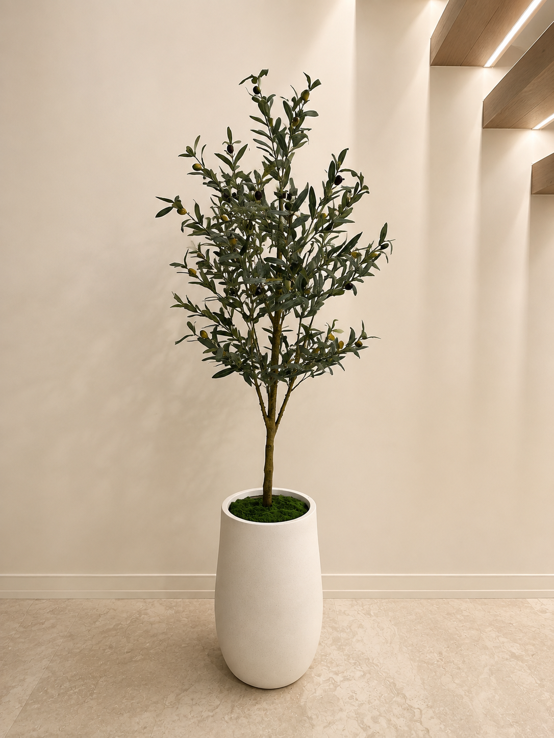 Signature Olive Tree | 180cm