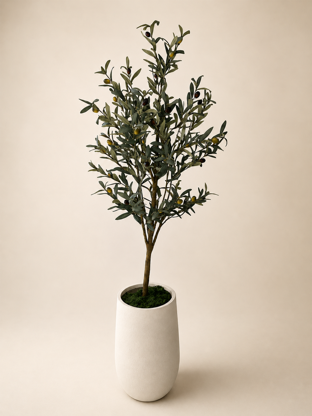 Signature Olive Tree | 180cm