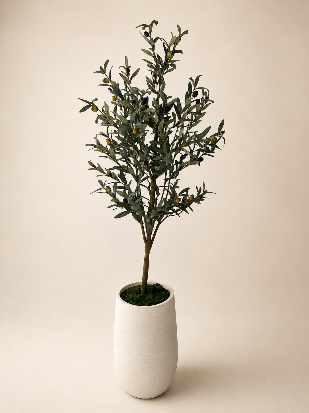 Signature Olive Tree | 180cm