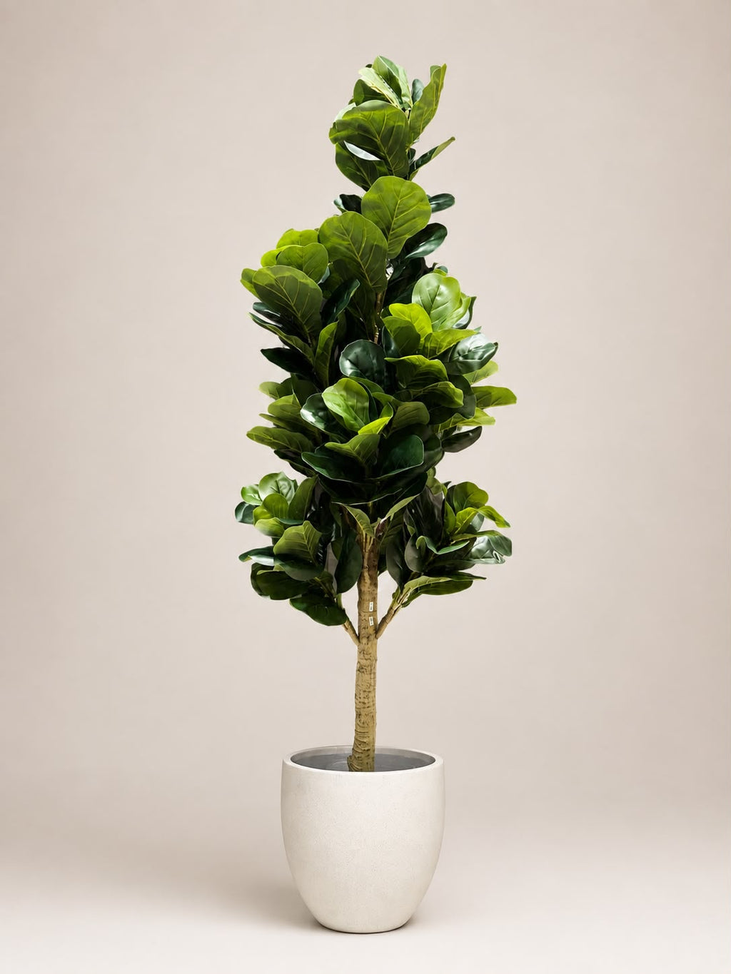 Haven Fiddle Tree | 180cm