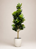 Haven Fiddle Tree | 180cm