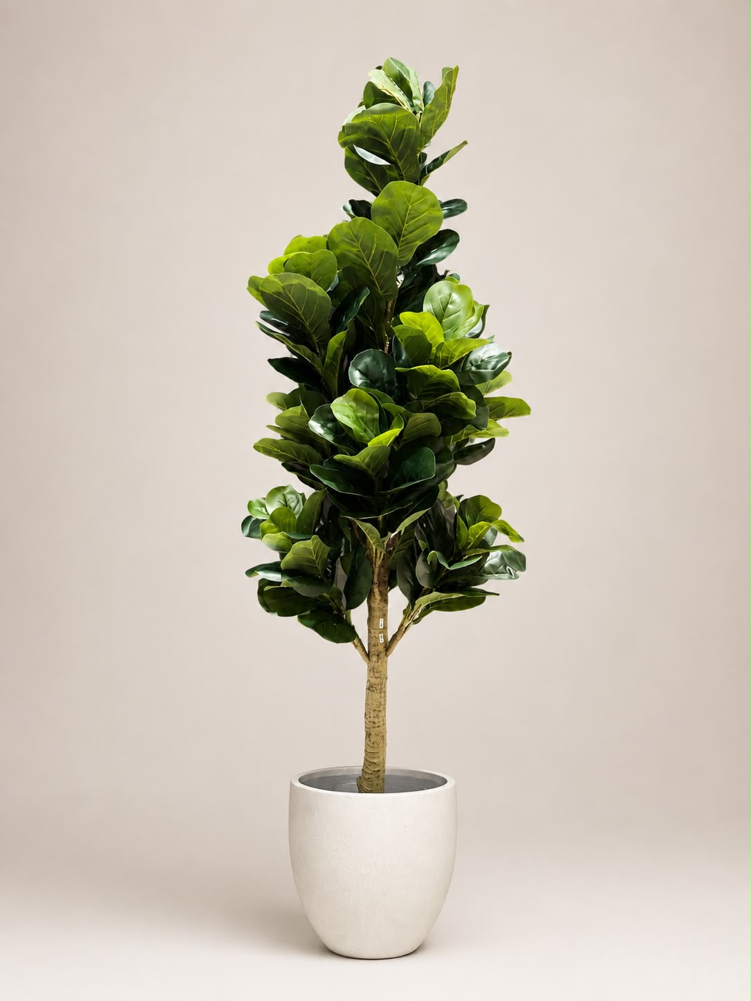 Haven Fiddle Tree | 180cm