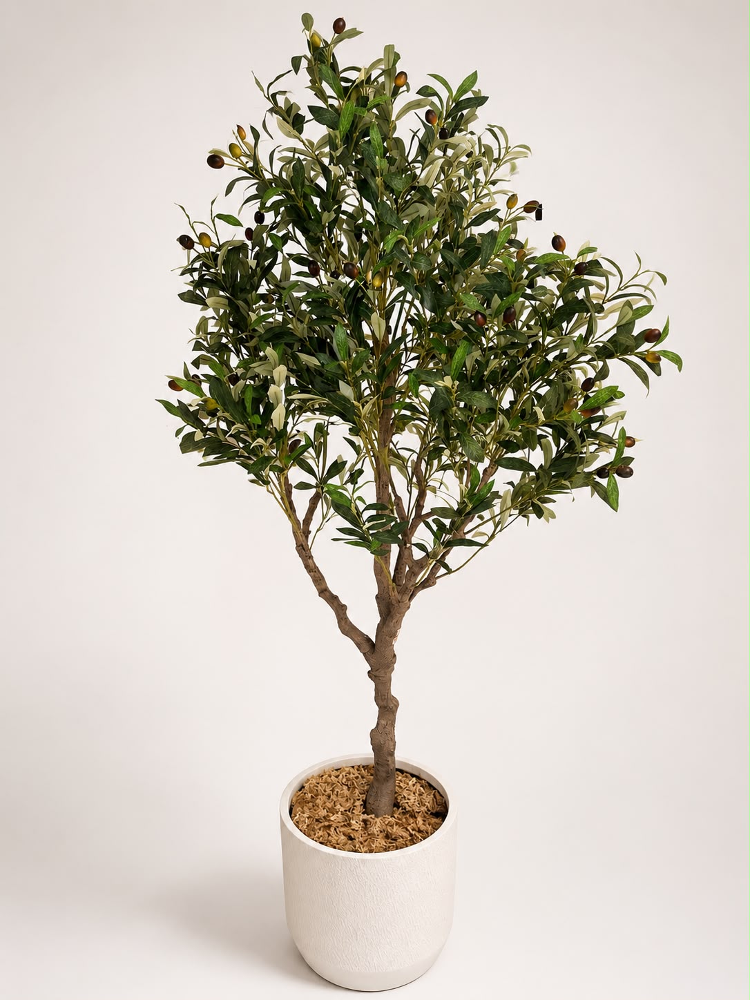 Estate Olive Tree | 180cm