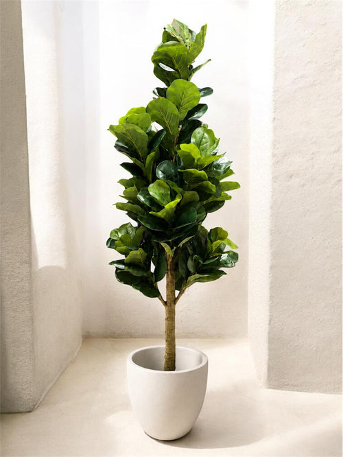 Haven Fiddle Tree | 180cm