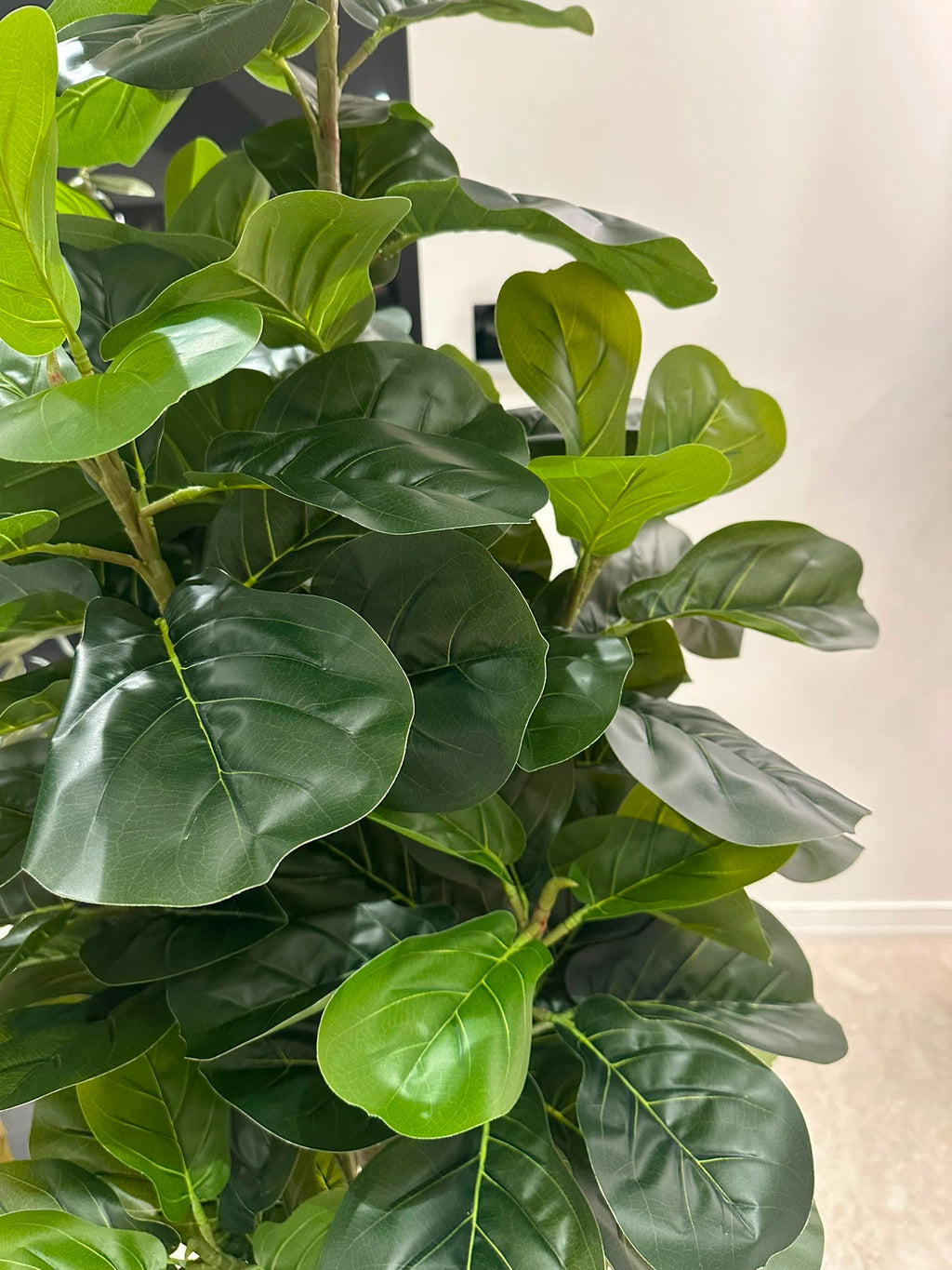 Haven Fiddle Tree | 180cm