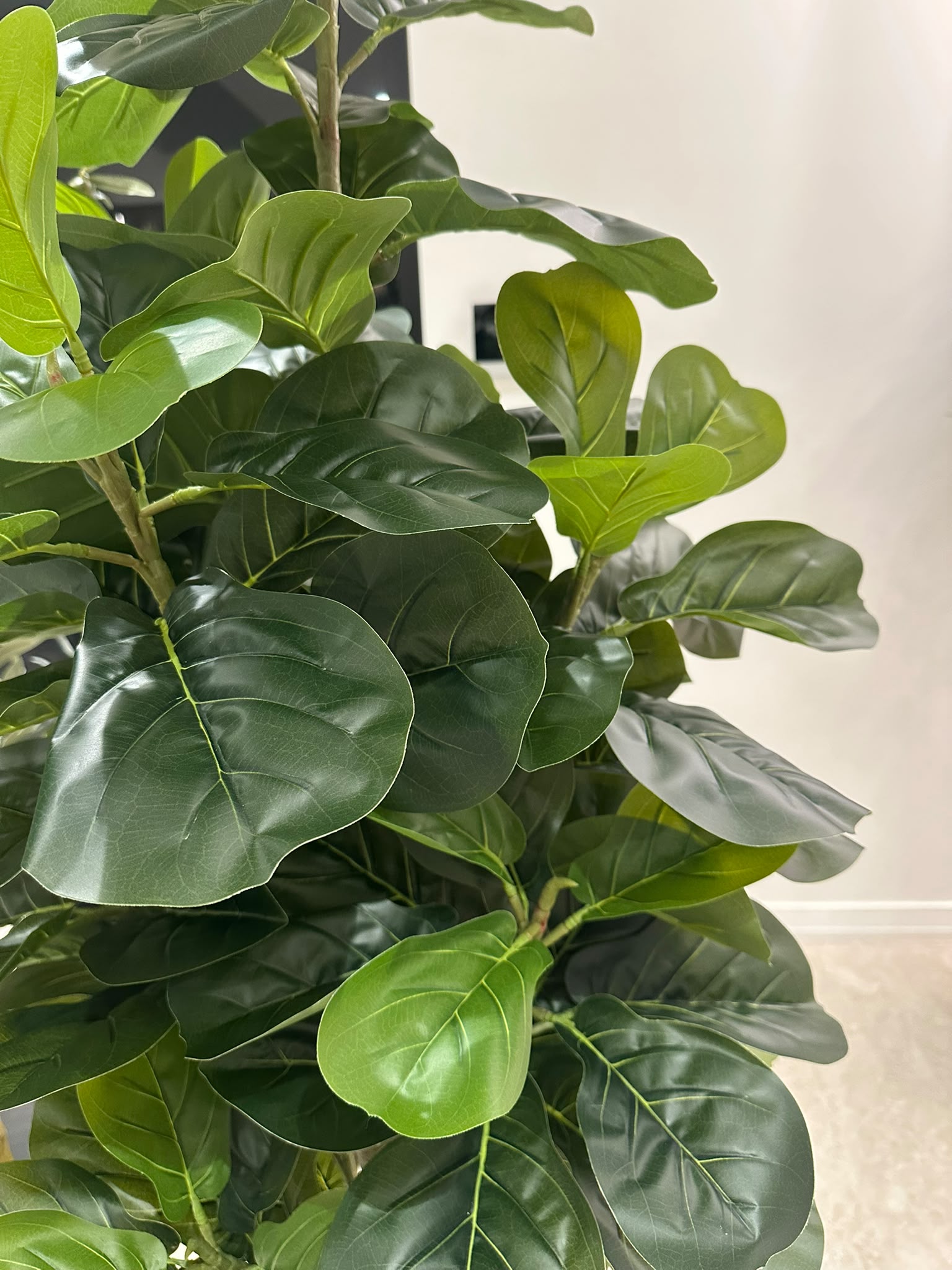 Haven Fiddle Tree | 180cm