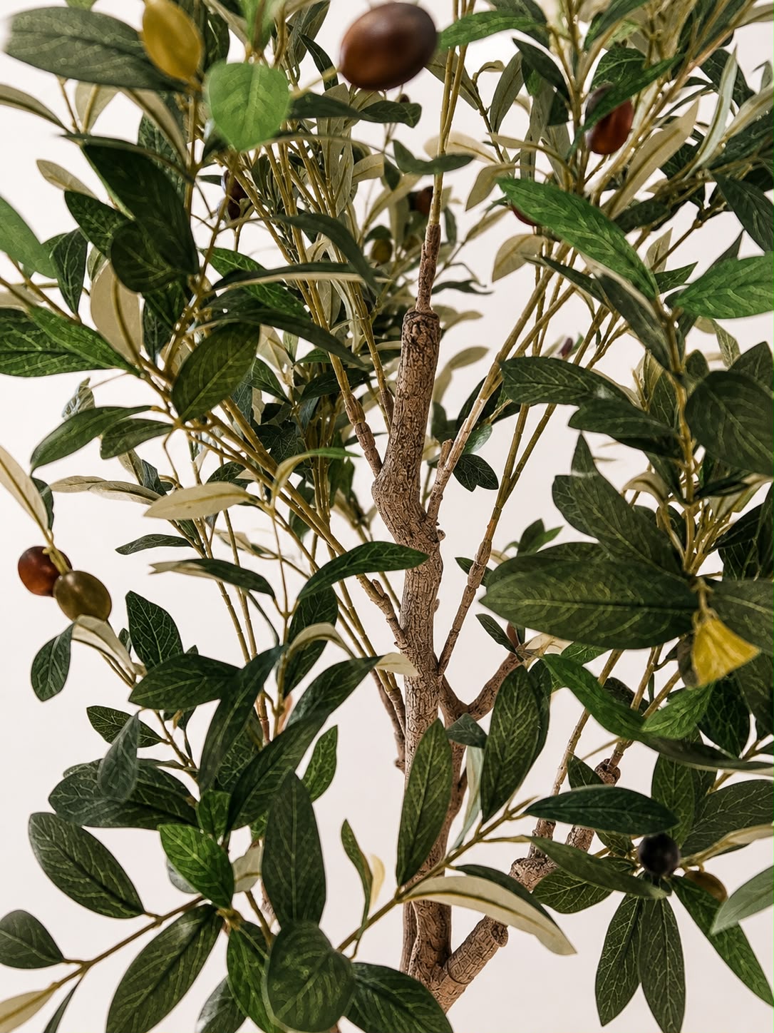 Estate Olive Tree | 180cm