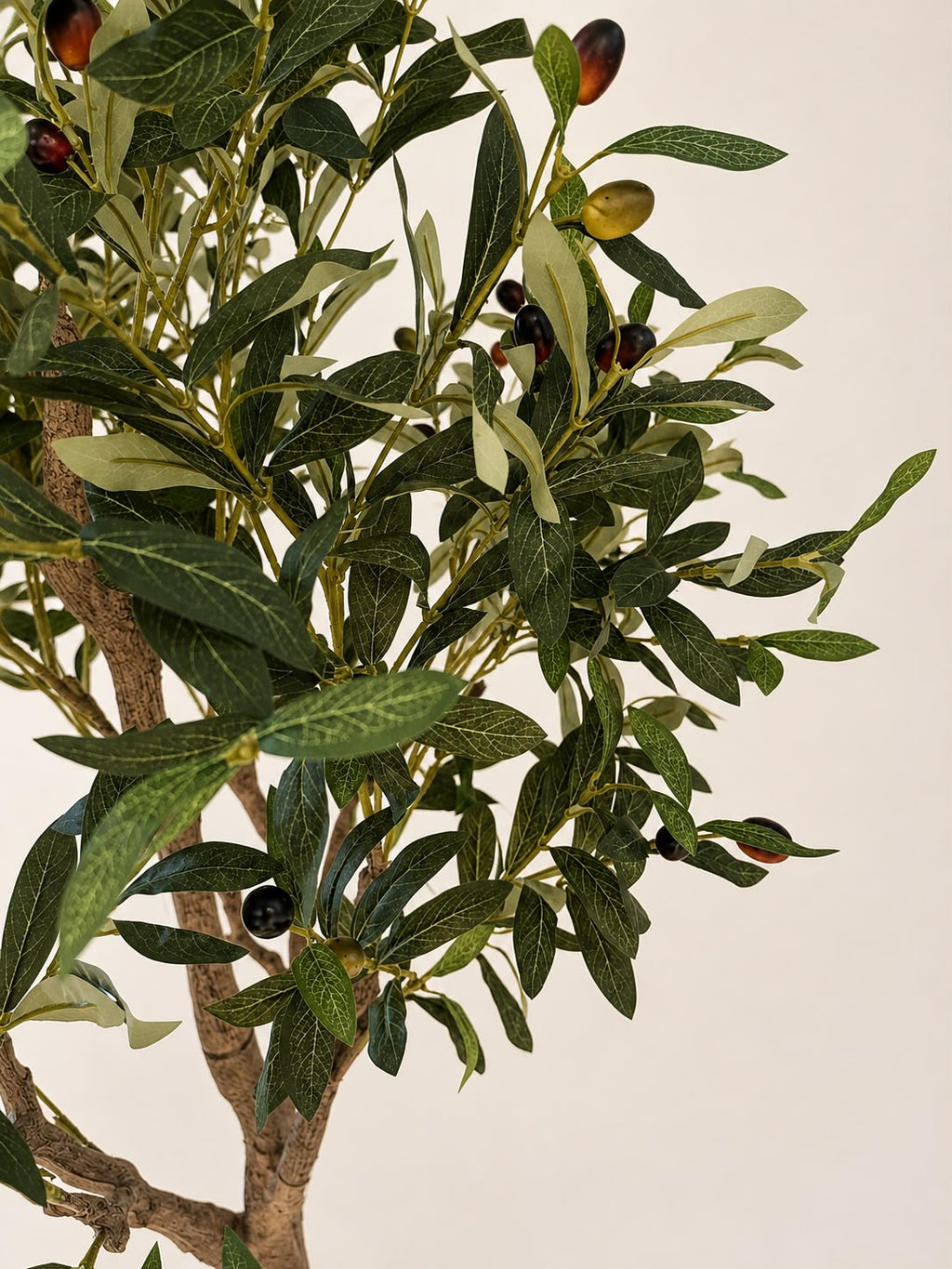 Estate Olive Tree | 180cm