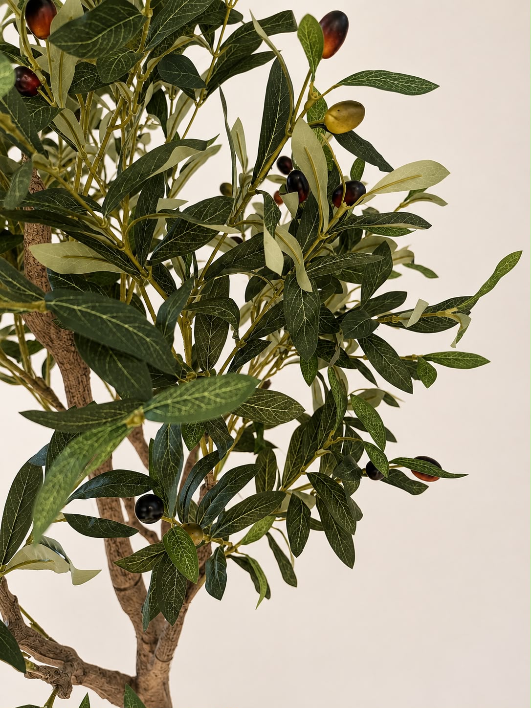 Estate Olive Tree | 180cm