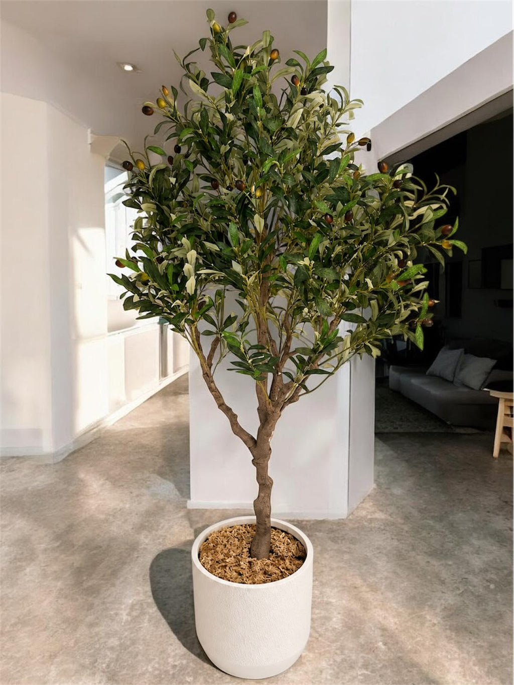 Estate Olive Tree | 180cm