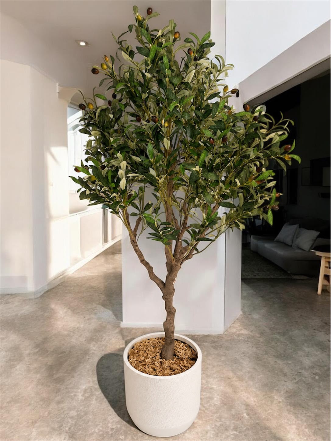 Estate Olive Tree | 180cm