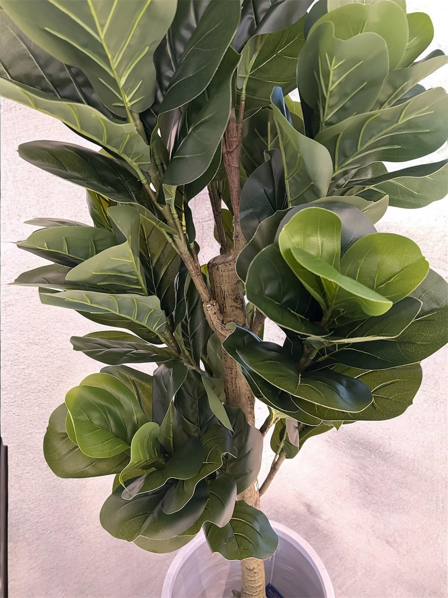 Haven Fiddle Tree | 180cm
